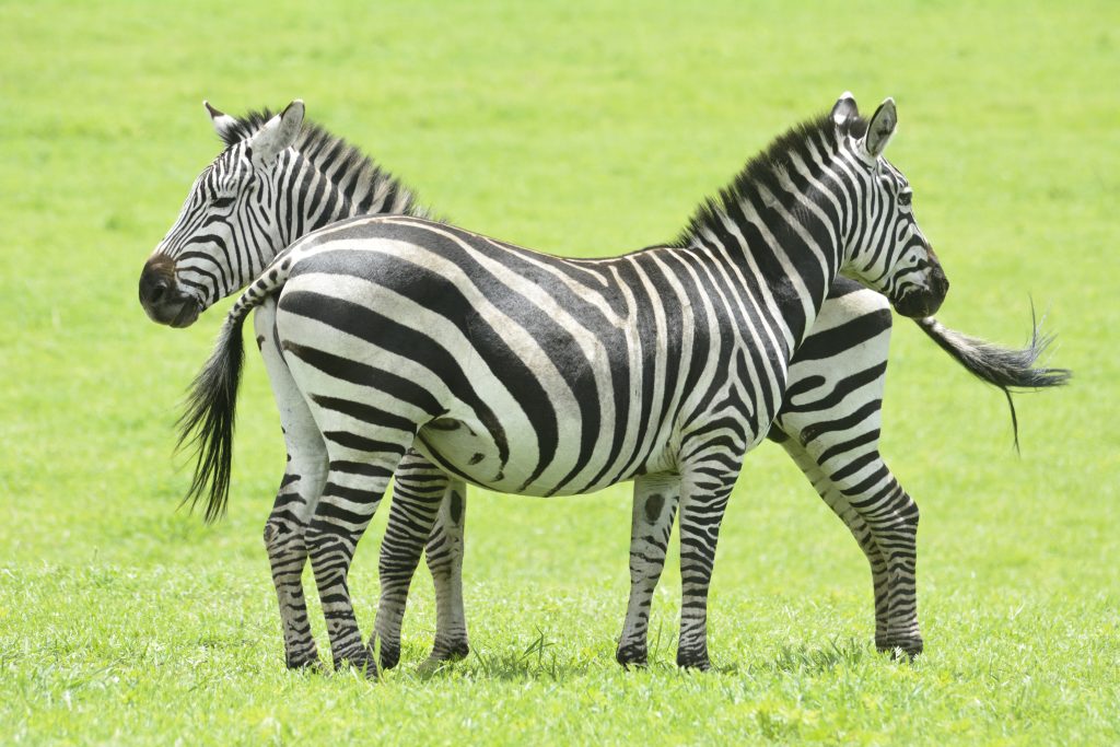 Zebry obserwujące czy nie zbliża się drapieżnik Serengeti