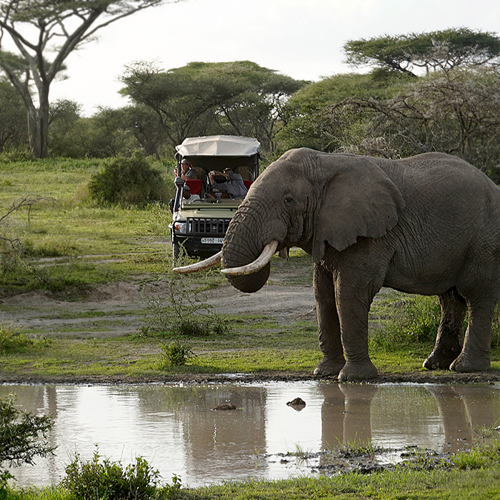 Słoń afrykański w rezerwacie Ndutu wyprawy do afryki "safari tanzania" "afrykańskie safari" "safari afryka" "podróże do afryki" "wycieczka objazdowa tanzania" "wycieczka na safari" "wycieczka serengeti"