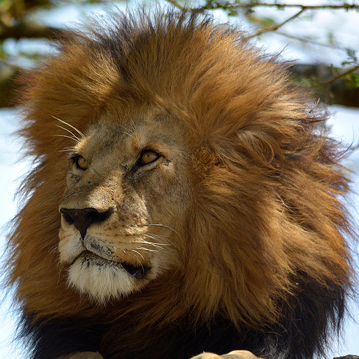Lew afrykański w parku Serengeti wyprawy do afryki "safari tanzania" "afrykańskie safari" "safari afryka" "podróże do afryki" "wycieczka objazdowa tanzania" "wycieczka na safari" "wycieczka serengeti"