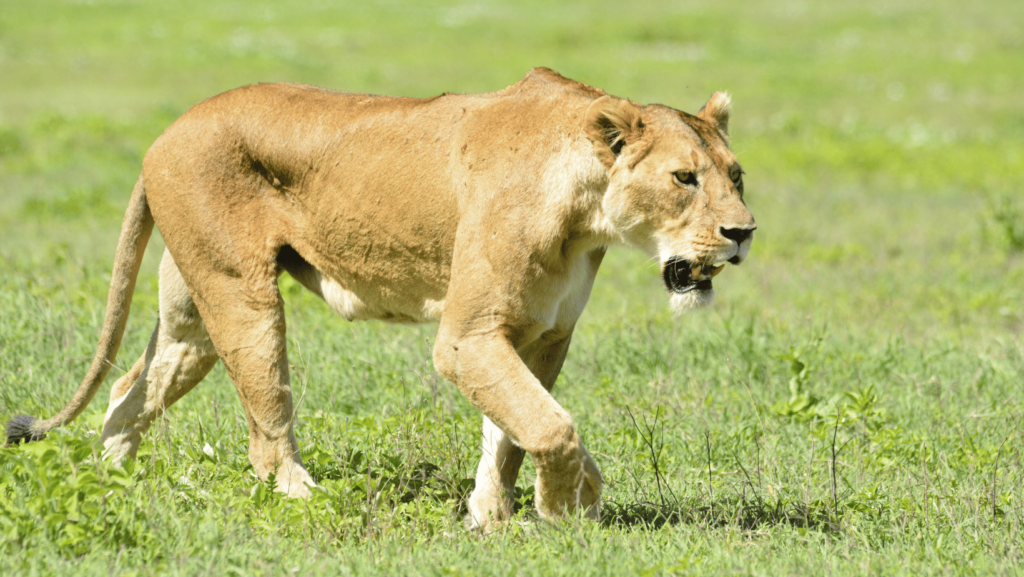 Lwica w Serengeti