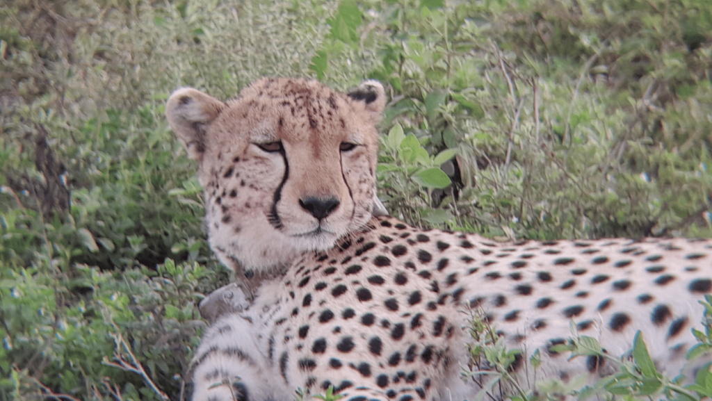 Gepard odpoczywa po polowaniu