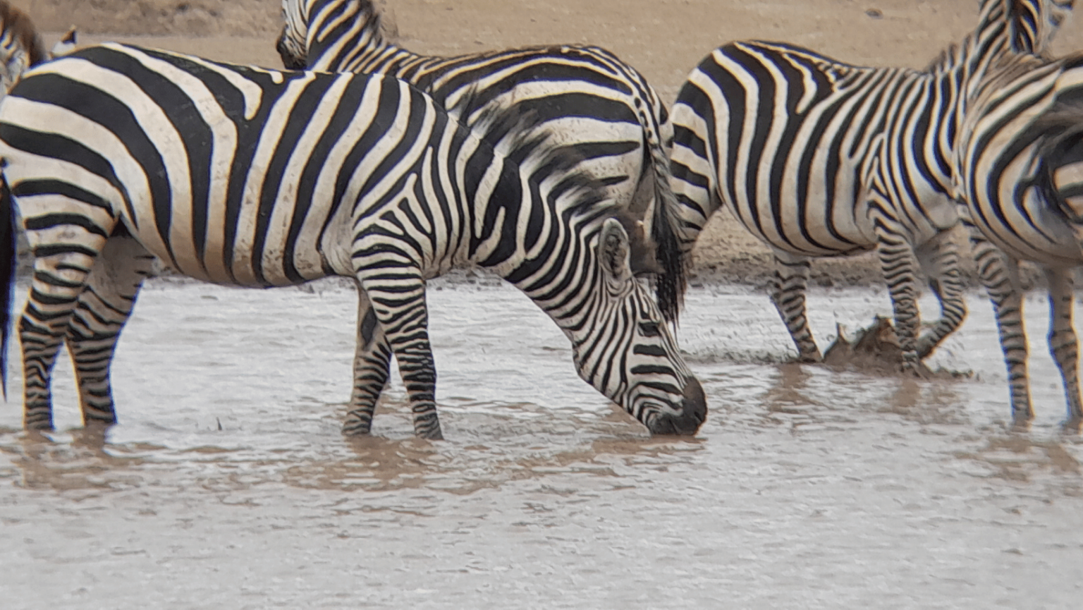 Zebry na rzece Mara