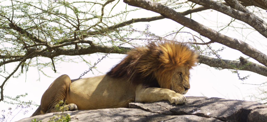 Lew odpoczywajacy na skale w Serengeti