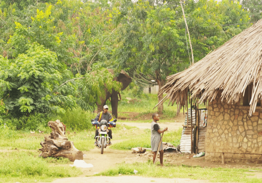 Uganda - Perła Afryki, zwierzęta