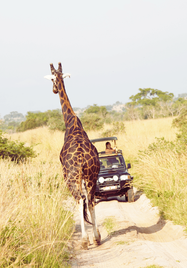 Uganda - Perła Afryki, zwierzęta game drive