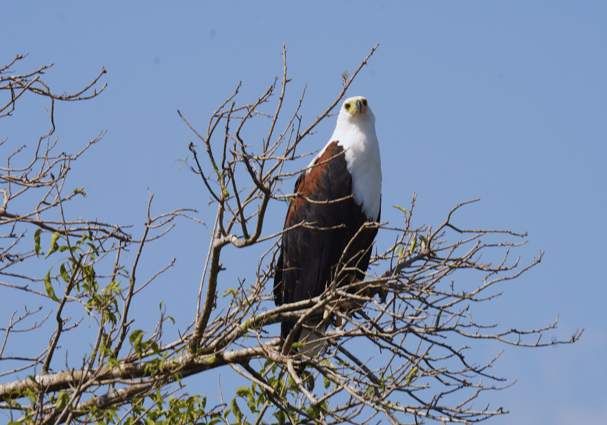 Uganda - Perła Afryki, zwierzęta