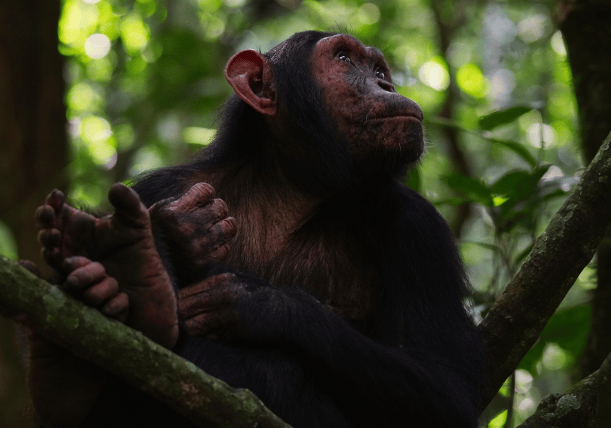 Uganda - Perła Afryki, zwierzęta