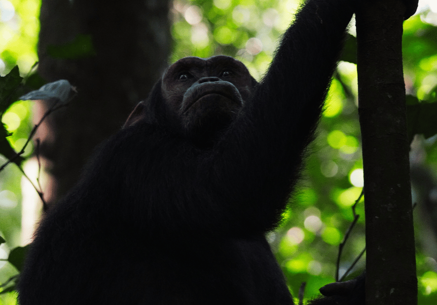 Uganda - Perła Afryki, zwierzęta