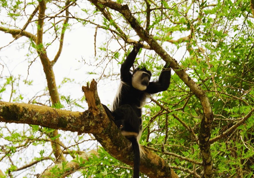 Uganda - Perła Afryki, zwierzęta