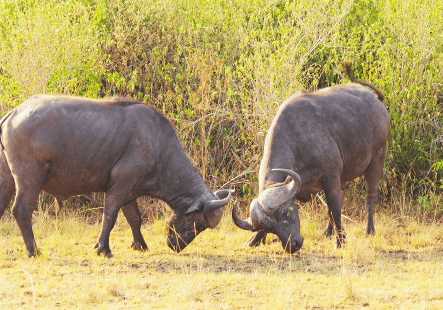 Uganda - Perła Afryki, zwierzęta