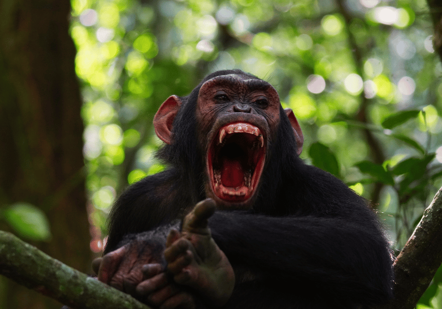 Uganda - Perła Afryki, zwierzęta