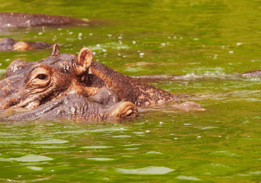 Uganda - Perła Afryki, zwierzęta