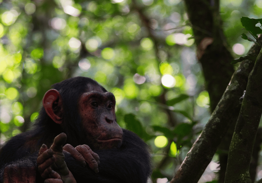 Uganda - Perła Afryki, zwierzęta