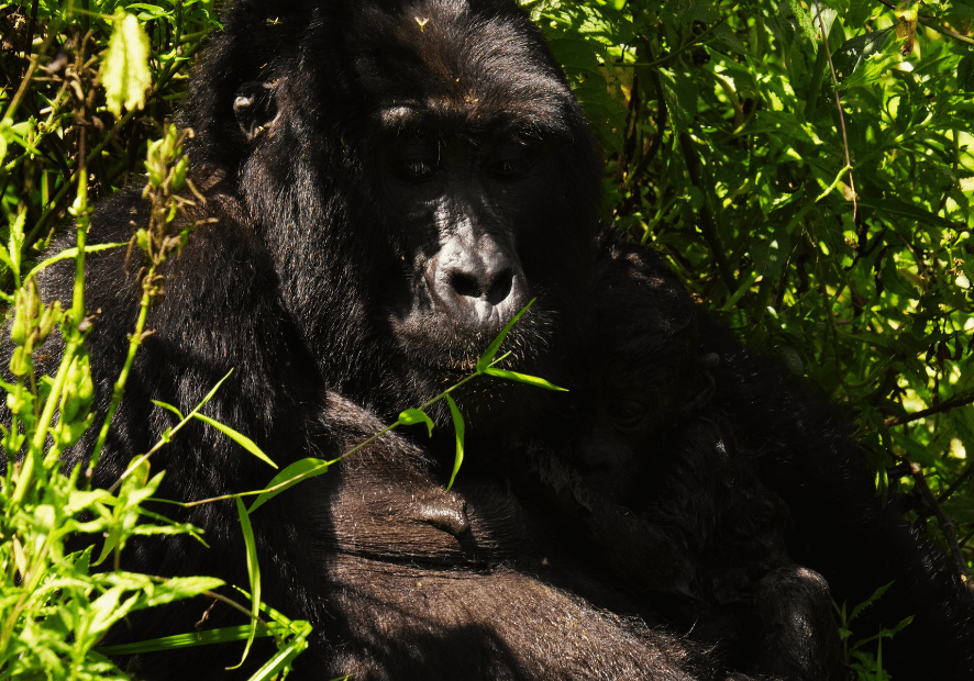 Uganda - Perła Afryki, zwierzęta