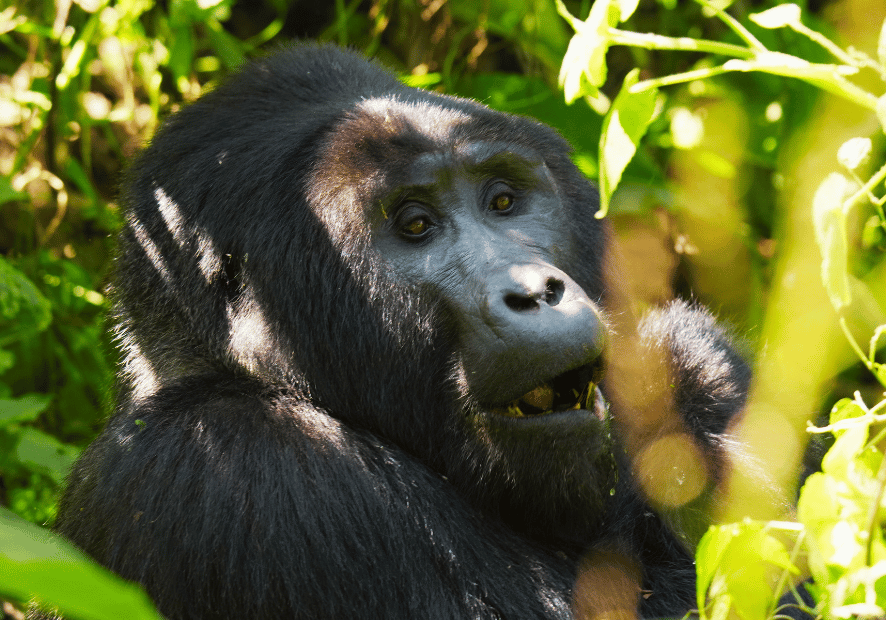 Uganda - Perła Afryki, zwierzęta