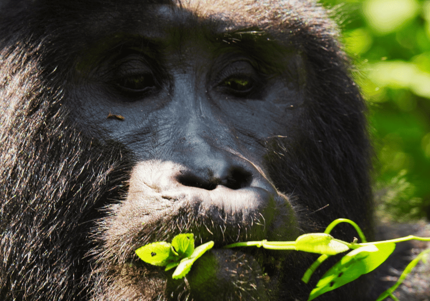 Uganda - Perła Afryki, zwierzęta