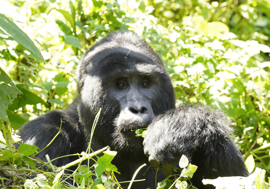 Uganda - Perła Afryki, zwierzęta