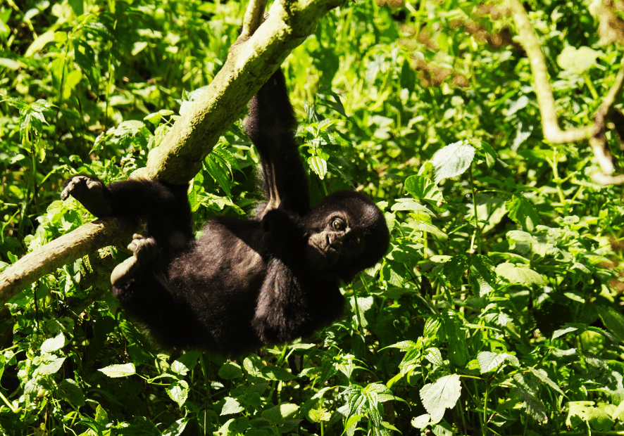 Uganda - Perła Afryki